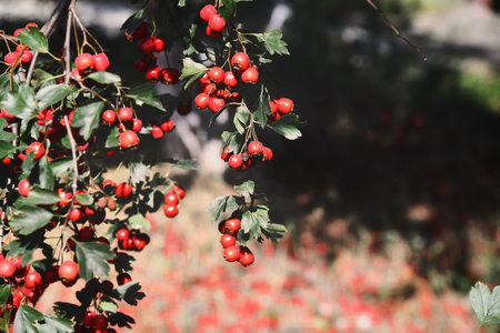 A branch full of red hawthorn berries in early autumn. Hawthorn.の写真素材