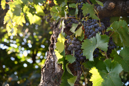 Vineyard with a bunch of blue grapes with the sun in the backgroundの写真素材