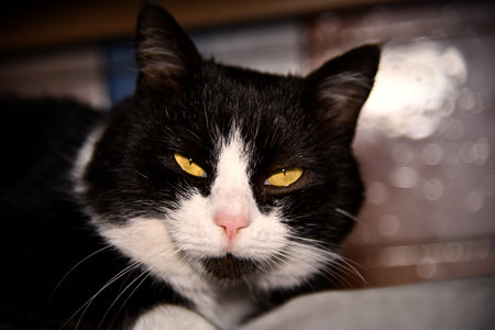 Amidst the shadows, a solitary gazes with an enigmatic intensity, its piercing blue eyes reflecting the mysteries of the nightの写真素材