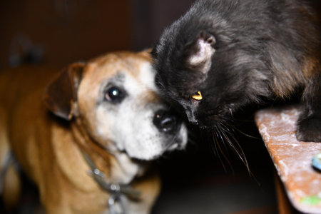 A black cat in a room with a dog