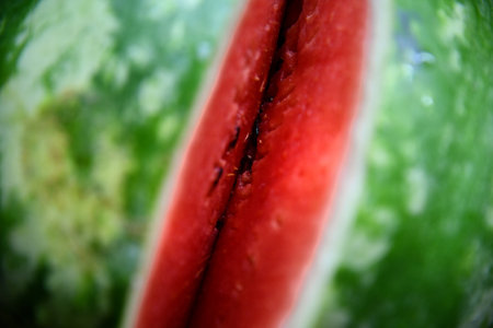 Freshly sliced watermelon wedges with juice droplets, set against a green park background.の写真素材