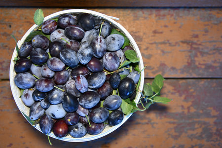 Vintage metal bucket filled with freshly picked ripe organic plumsの写真素材