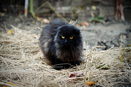 An elegant black cat stands out under soft lighting, captivating with its piercing yellow eyes. The play of shadows and light enhances the beauty and grace of this majestic feline.の写真素材