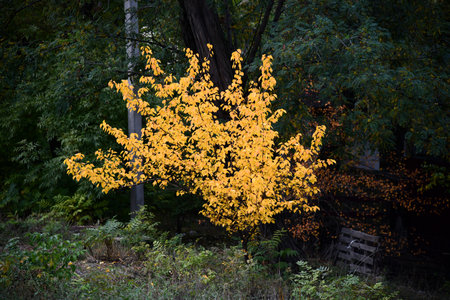 Dirt road in autumn forest in fog. Red foggy forest with trail. Colorful landscape with beautiful trees with orange and red leaves in fall. Mystical woods in October. Woodland. Natureの写真素材
