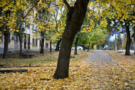 Dirt road in autumn forest in fog. Red foggy forest with trail. Colorful landscape with beautiful trees with orange and red leaves in fall. Mystical woods in October. Woodland. Natureの写真素材