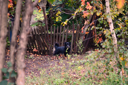 Dog breed sits in the tall autumn grass and looks into the camera. Pet for a walk in the field.の写真素材