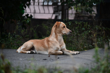 Dog breed Australian Shepherd sits in the tall autumn grass and looks into the camera. Pet for a walk in the field.の写真素材