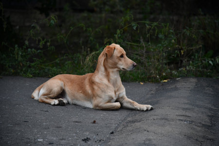 Dog breed Australian Shepherd sits in the tall autumn grass and looks into the camera. Pet for a walk in the field.の写真素材