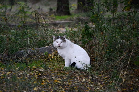 fluffy black and white cat sits gracefully on a weathered wooden bench surrounded by fallen leaves enjoying the warm autumn sunlight in a tranquilの写真素材