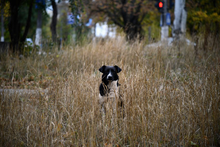 Black and white dog stands in tall grass. Autumn park background with trees and dry grass. The dog appears calm and alert, blending with the natural surroundings.の写真素材