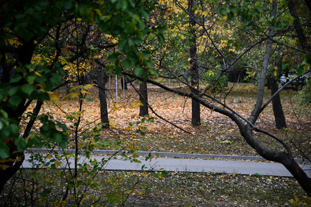 Beautiful autumn landscape with. Colorful foliage in the park. Falling leaves natural backgroundの写真素材