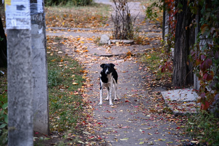 Hungarian Vizsla dog runs across the field. Brown dog, blur background of autumn nature. Vizsla hound enjoys running free, active in motion during sunny day. Purebred pet dog breed, canine friend.の写真素材