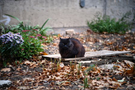 black cat sitting on road in autumn garden, blurred natural background. autumn season. Beautiful cat carefully look to camera. template for designの写真素材