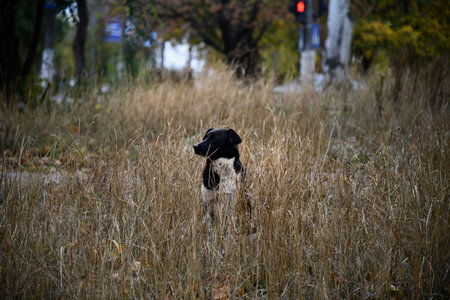 Hungarian Vizsla dog runs across the field. Brown dog, blur background of autumn nature. Vizsla hound enjoys running free, active in motion during sunny day. Purebred pet dog breed, canine friend.の写真素材