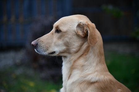 A cute brown dog is posing in front of the camera.の写真素材