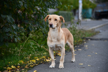 A cute brown dog is posing in front of the camera in one of the many colorful alleys.の写真素材