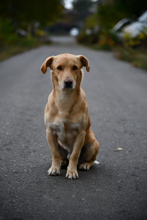 A cute brown dog is posing in front of the camera.の写真素材