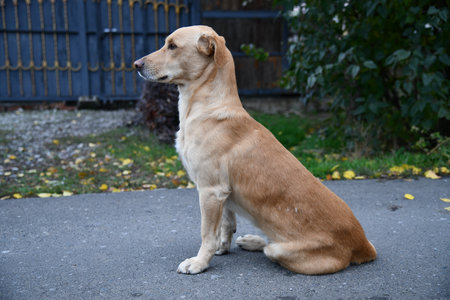A cute brown dog is posing in front of the camera.の写真素材