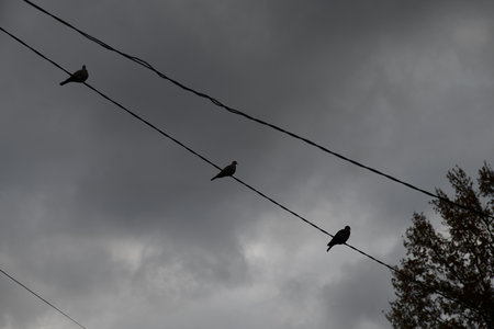 Three Collared Doves flying on and off an electrical wire on a dull autumnal day.の写真素材