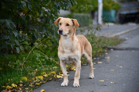 A brown dog is posing in front of the camera in an alleyの写真素材