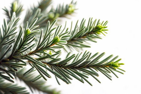 Spruce branch isolated on white background. green fir. Realistic Christmas tree llustration for Xmas cards, New year party posters. Generative AI.の素材