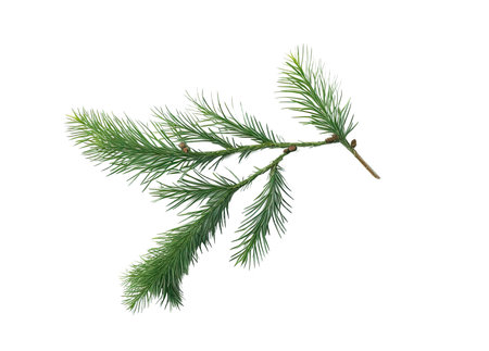 spruce branch. green fir. Realistic Christmas tree llustration for Xmas cards, New year party posters isolated Transparent png background. Generative AI.の素材