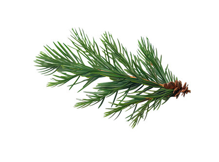 Spruce branch. Green fir. Realistic Christmas tree llustration for Xmas cards, New year party posters isolated Transparent png background. Generative aiの素材