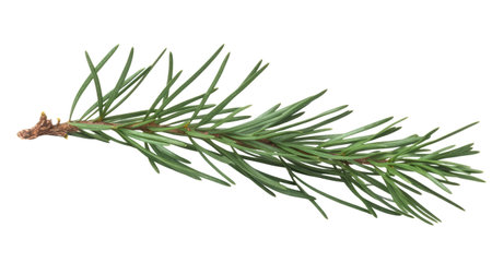 spruce branch. green fir. Realistic Christmas tree llustration for Xmas cards, New year party posters isolated Transparent png background. Generative AI.の素材