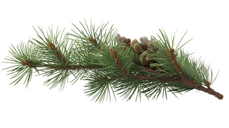 Spruce branch winter. green fir. Realistic Christmas tree llustration for Xmas cards, New year party posters isolated Transparent png background. Generative AI.の素材