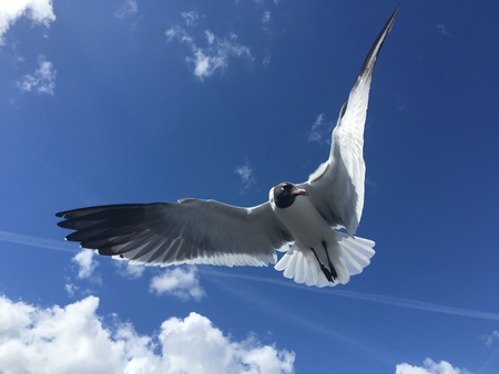 A seagull flying in the blue skyの素材