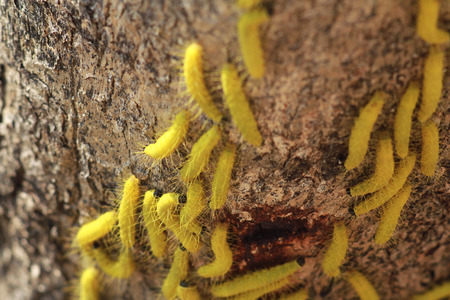 Yellow Slug Worm On The Treeの写真素材