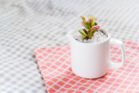 Beautiful Cactus Flowerの写真素材