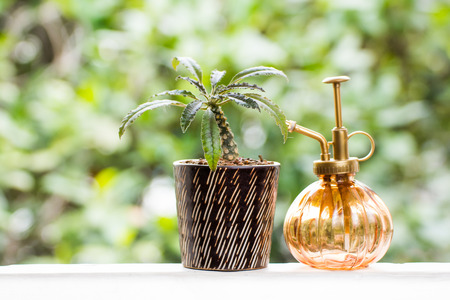 Beautiful Little coconut Exotic bonsai DORSTENIA FOETIDA in a Pot with Wateringの写真素材