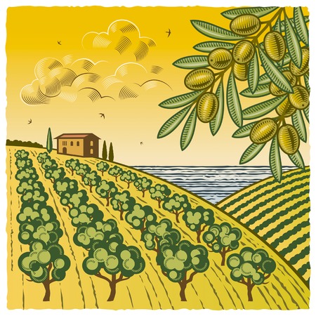 Landscape with olive groveのイラスト素材