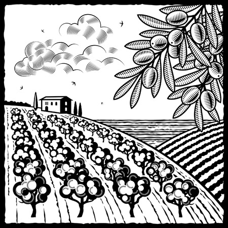 Landscape with olive grove black and whiteのイラスト素材