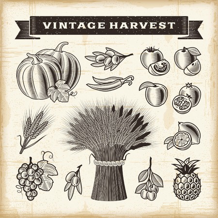 Vintage harvest setのイラスト素材