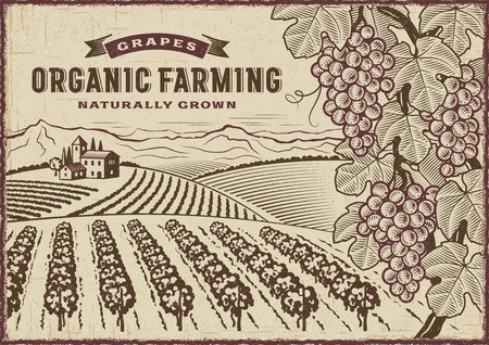 Grapes Organic Farming Landscapeのイラスト素材
