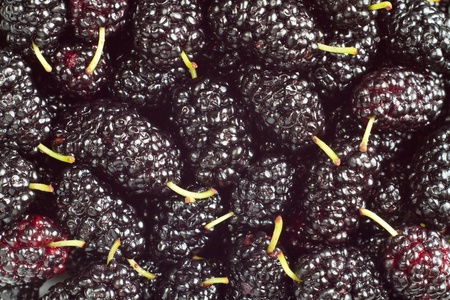 A pile of black mulberryの写真素材