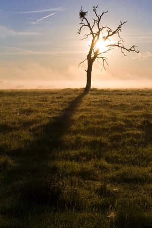 Lonely dead tree at sunrise foggy morningの写真素材