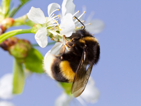 A bumblebee on a white flower