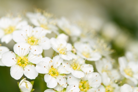 The background of the white flowers of spring