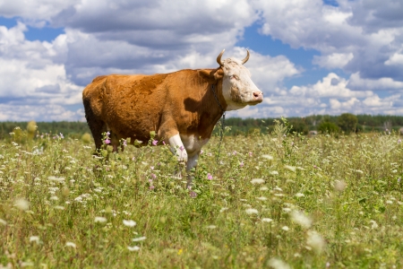 The cow in the meadow on a clear dayの写真素材