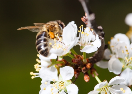 Bee working on a white flowerの写真素材