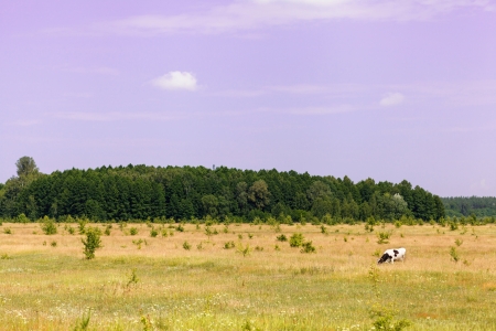 On the meadow in Sunny day grazing cowの写真素材