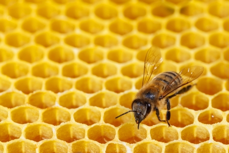Bee works on hexagonal honeycombsの写真素材