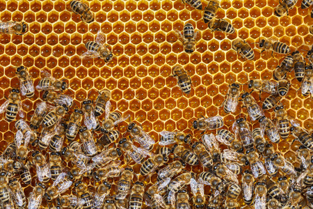 Bees work on hexagonal honeycombs