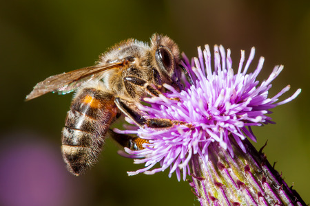 Bee on a Thistle flower