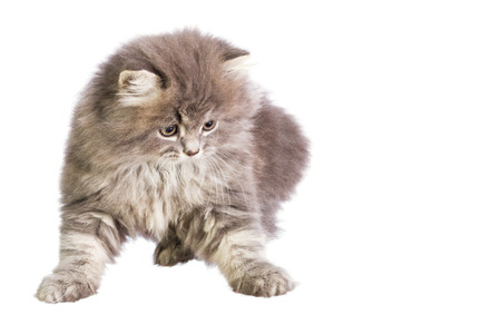 Fluffy kitten on white backgroundの写真素材