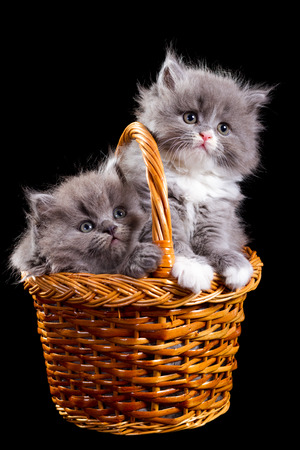 Kittens in a basket isolated on black backgroundの写真素材