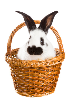 White fluffy rabbit sitting in a basketの写真素材